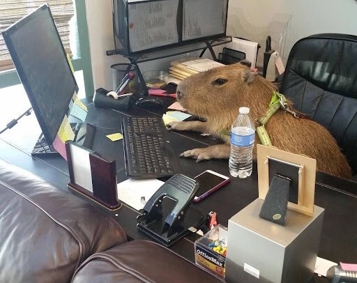 
                    Удивительные истории из жизни digital-агентств            