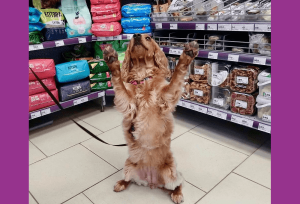 
                    Как сеть зоомагазинов «Мокрый нос» развивала онлайн-продажи: прошла пандемию и 2022-й. Кейс длиной в 6 лет            