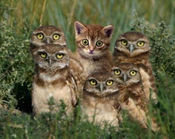 Шпионим, воруем, побеждаем: как украсть 90% лучших идей у конкурентов в SEO и стоит ли вообще это делать?
Шпионим, воруем, побеждаем: как украсть 90% лучших идей у конкурентов в SEO и стоит ли вообще это делать?