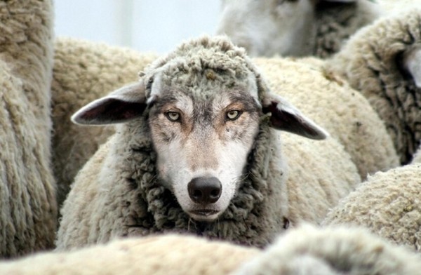 8 способов проверки, как не облажаться с накрученным телеграм каналом при закупе рекламы
8 способов проверки, как не облажаться с накрученным телеграм каналом при закупе рекламы