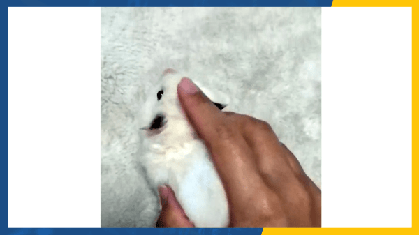 Графические объявления в Директе - что это и как их готовить?             
                    Графические объявления в Директе - что это и как их готовить?