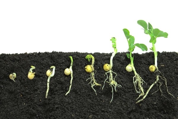 Разработка бренда без агентства
Разработка бренда без агентства