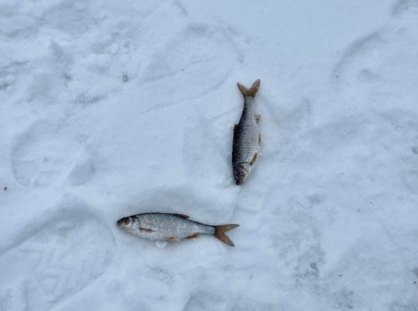
                    Маркетолог на льду: зимняя рыбалка VS маркетинг!            