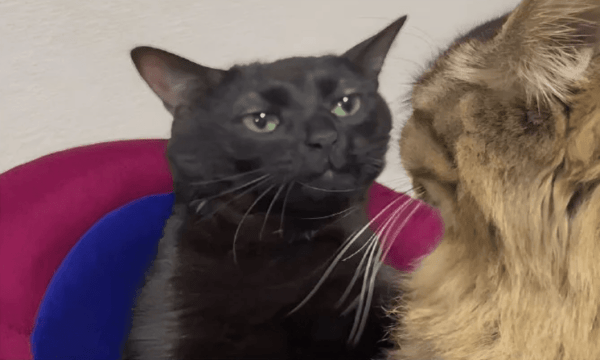 Заработало! — или 4 детали пазла, без которых контекст деняк не принесёт             
                    Заработало! — или 4 детали пазла, без которых контекст деняк не принесёт