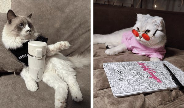 
                    Четвероногие амбассадоры бренда: как мы сделали корпоративный мерч для животных            