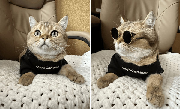 
                    Четвероногие амбассадоры бренда: как мы сделали корпоративный мерч для животных            