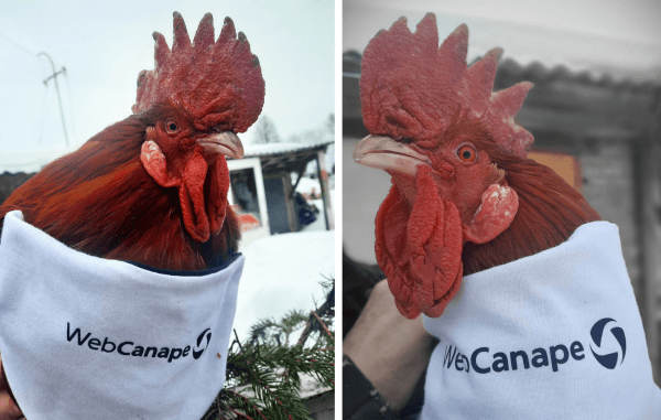 
                    Четвероногие амбассадоры бренда: как мы сделали корпоративный мерч для животных            