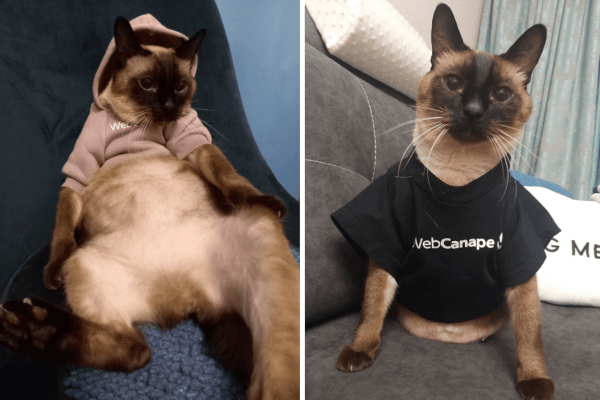 
                    Четвероногие амбассадоры бренда: как мы сделали корпоративный мерч для животных            