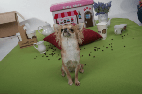 Как я с ребятами продвигал Аяза Шабутдинова в Telegram Ads и сделал ему 120к подписчиков по 42 рубля.             
                    Как я с ребятами продвигал Аяза Шабутдинова в Telegram Ads и сделал ему 120к подписчиков по 42 рубля.