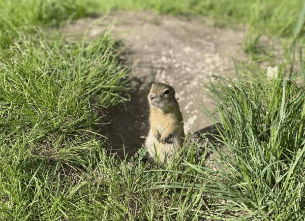 
                    Как мы сделали собственное IT-мероприятие с пивом и сусликами и получили больше 200 регистраций без затрат на рекламу            